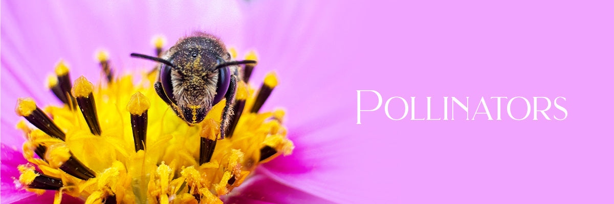 Pollinator Kits