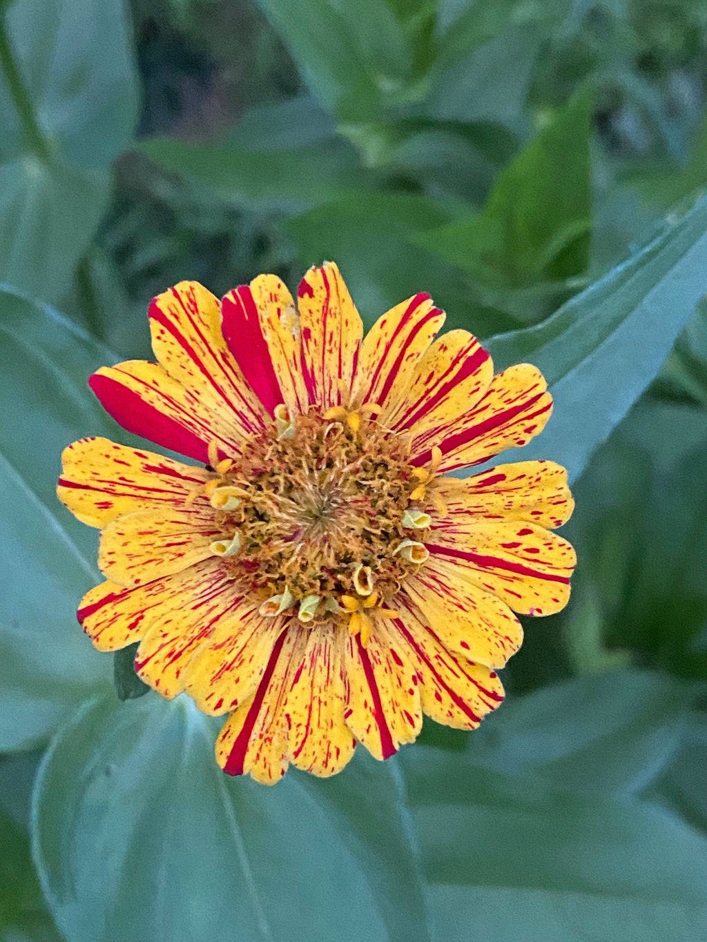 Candy Cane Zinnia Seeds in Garden Gift Tin – Personalized and Ready to Gift