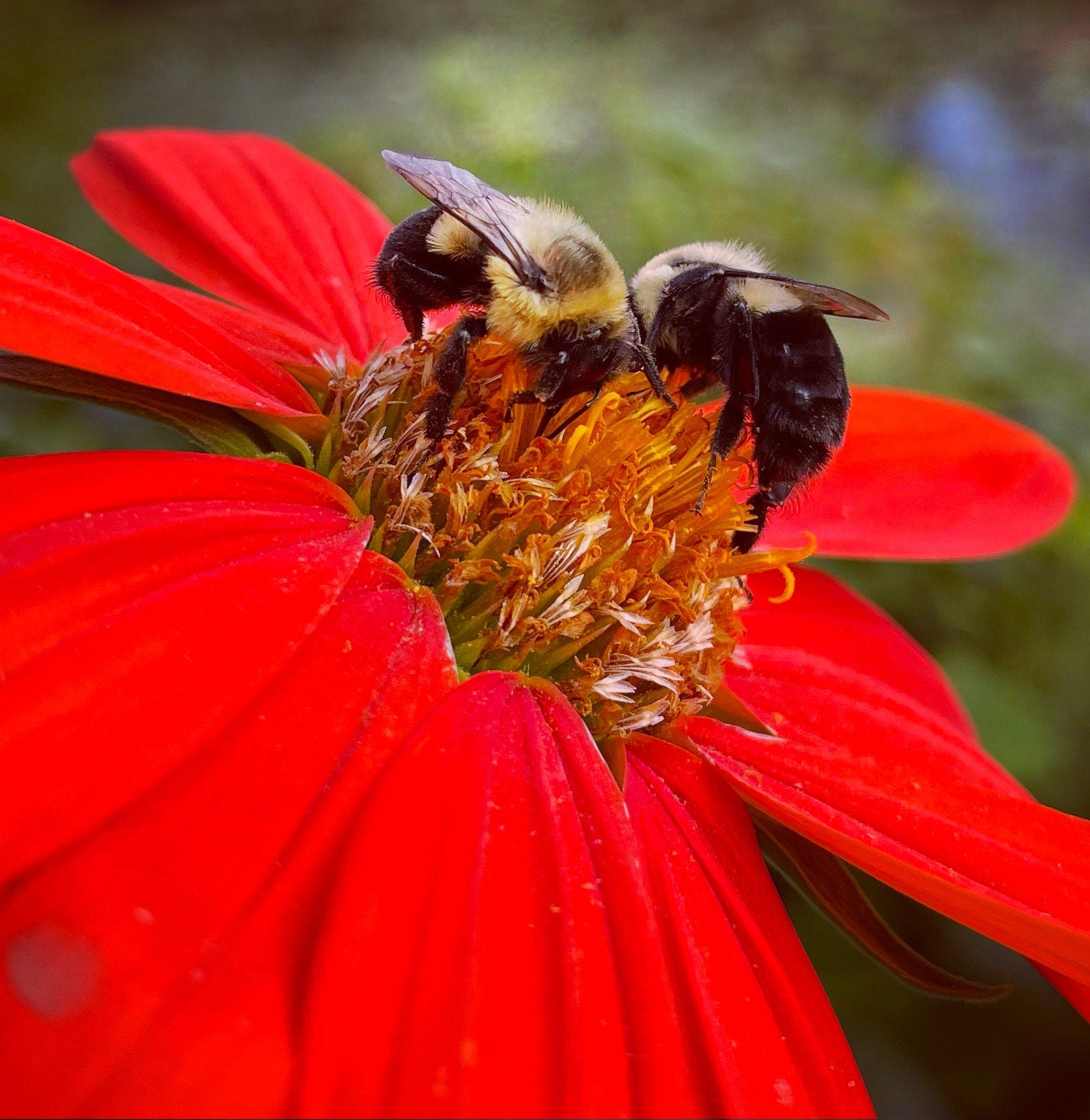 Hummingbird Seed & Glove Gift Kit – Personalized Garden Gift