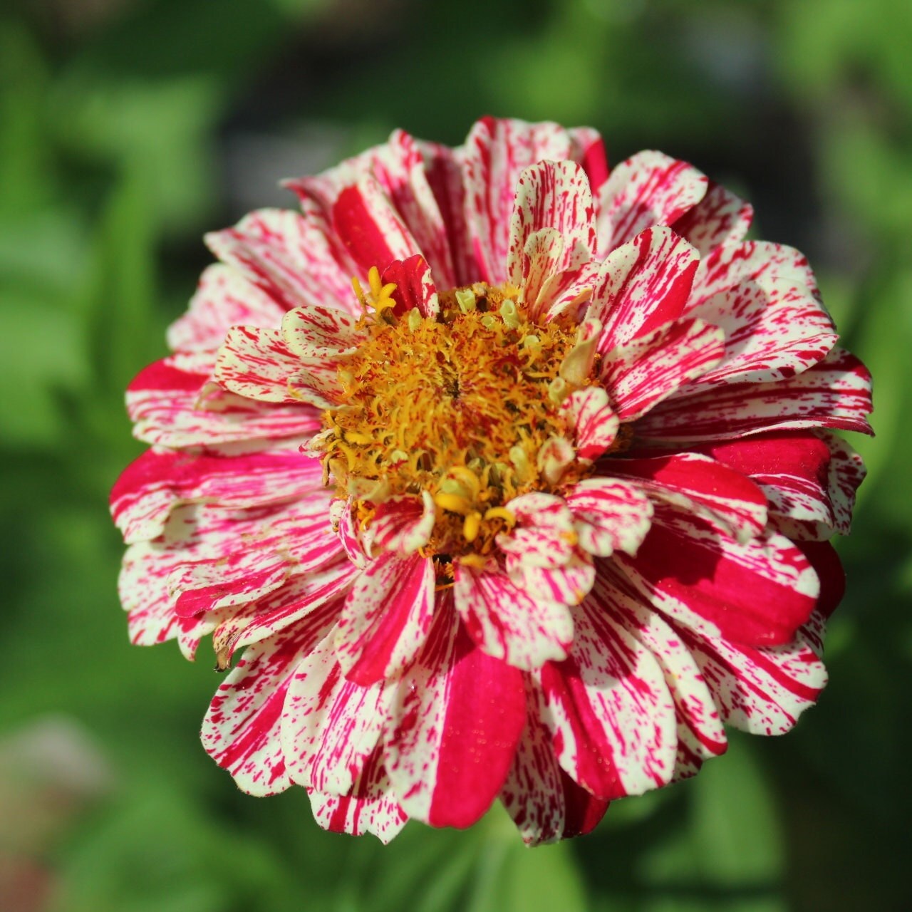 Zinnia Garden Gift Box – Candy Cane Zinnia Seeds, Gloves & Shears