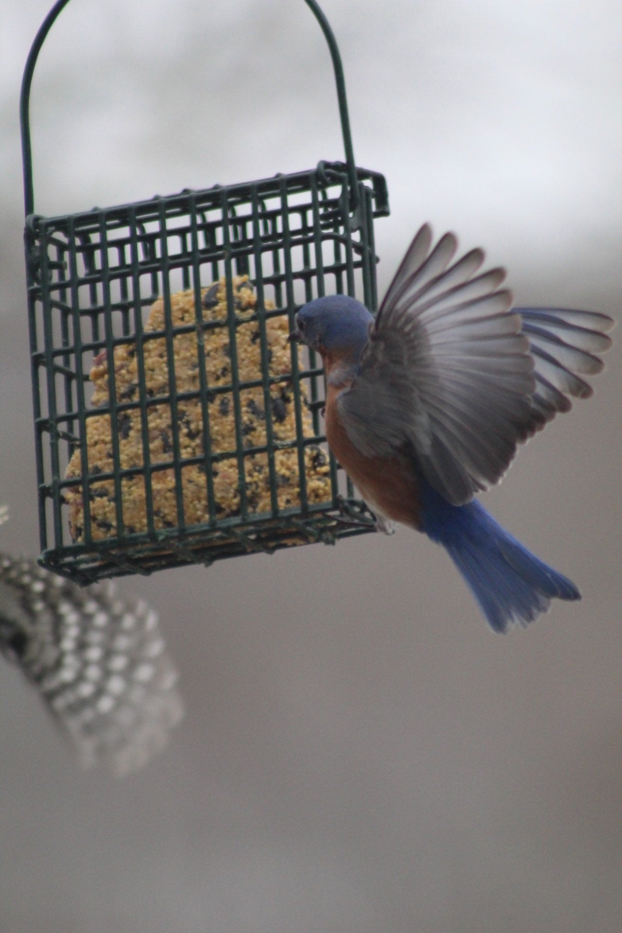 Suet Kit – Personalized Vegan Bird Feeder Gift for Nature Lovers