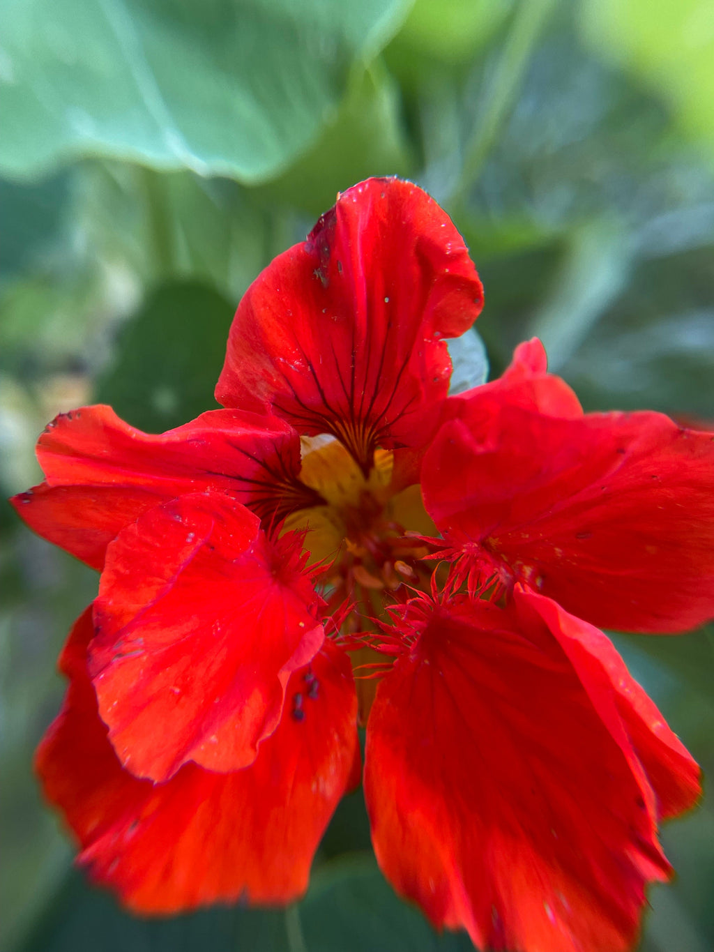 Hummingbird Garden Seed Kit – Attract Birds & Pollinators, Gift for Garden Lovers