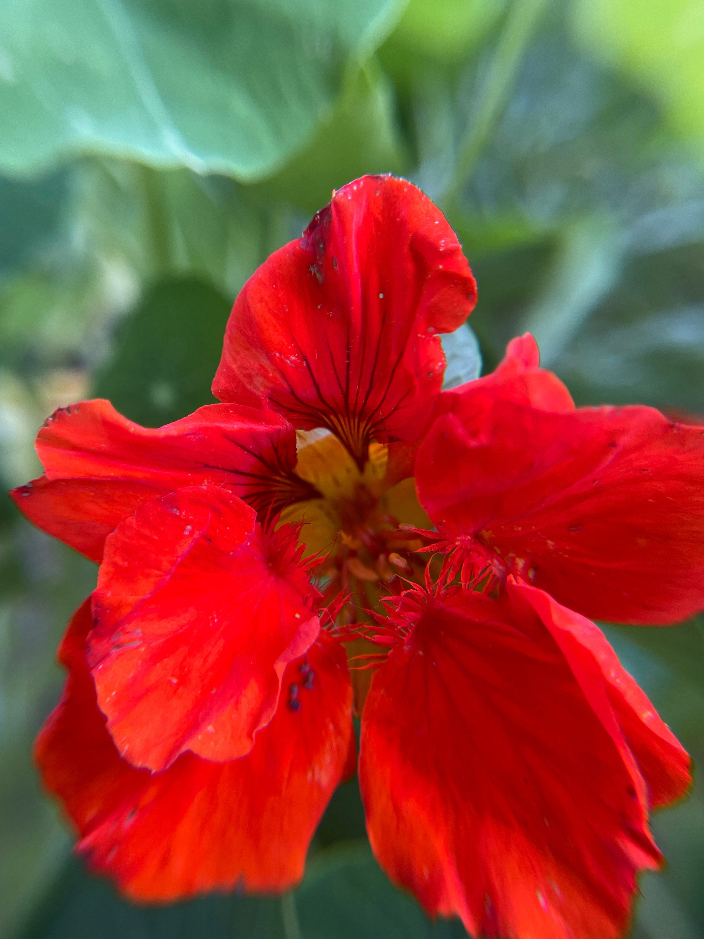 Hummingbird Garden Seed Kit – Attract Birds & Pollinators, Gift for Garden Lovers