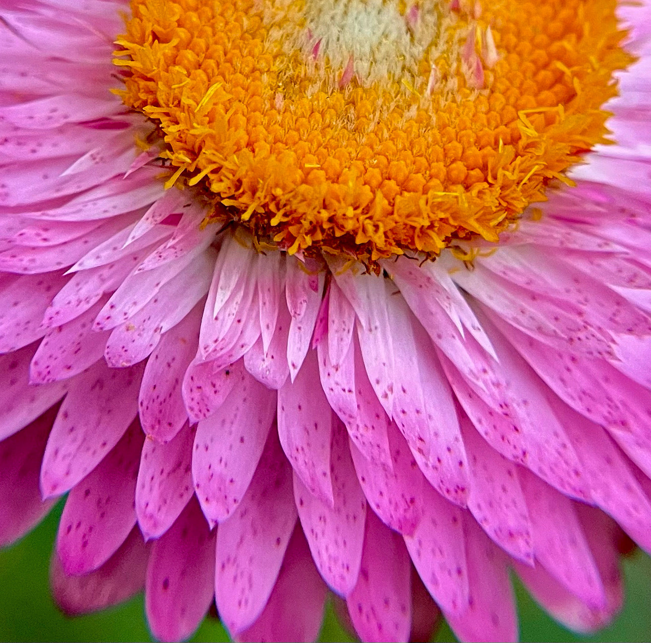 Pink Strawflowers (Everlasting Flowers) 100 Seeds Pink Mix