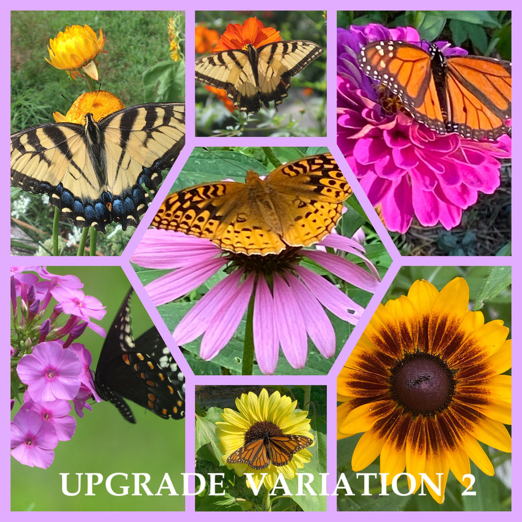 Butterfly Garden Gift Box – Flower Seed Kit with Gloves & Shears