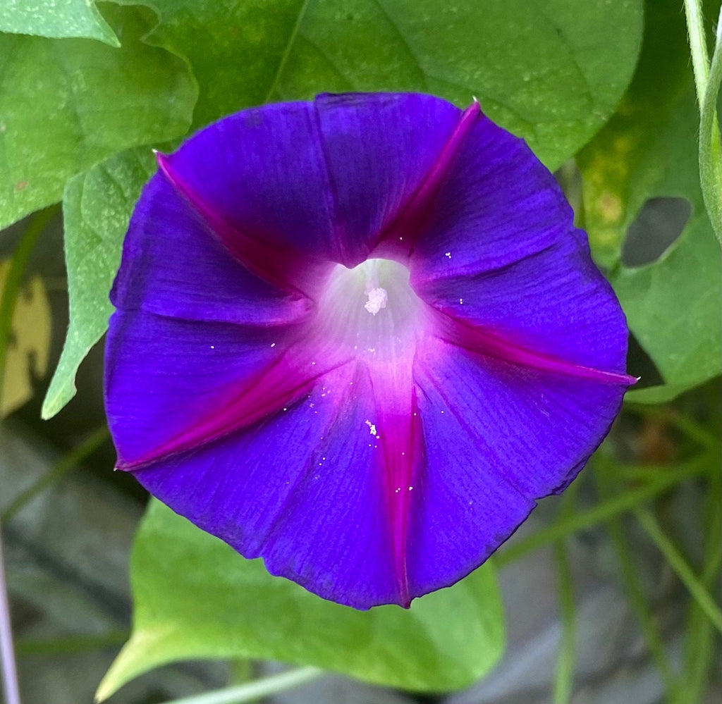 Morning Glory & Moon Flower All-in-One Garden Gift Kit – Seeds, Gloves & Scissors