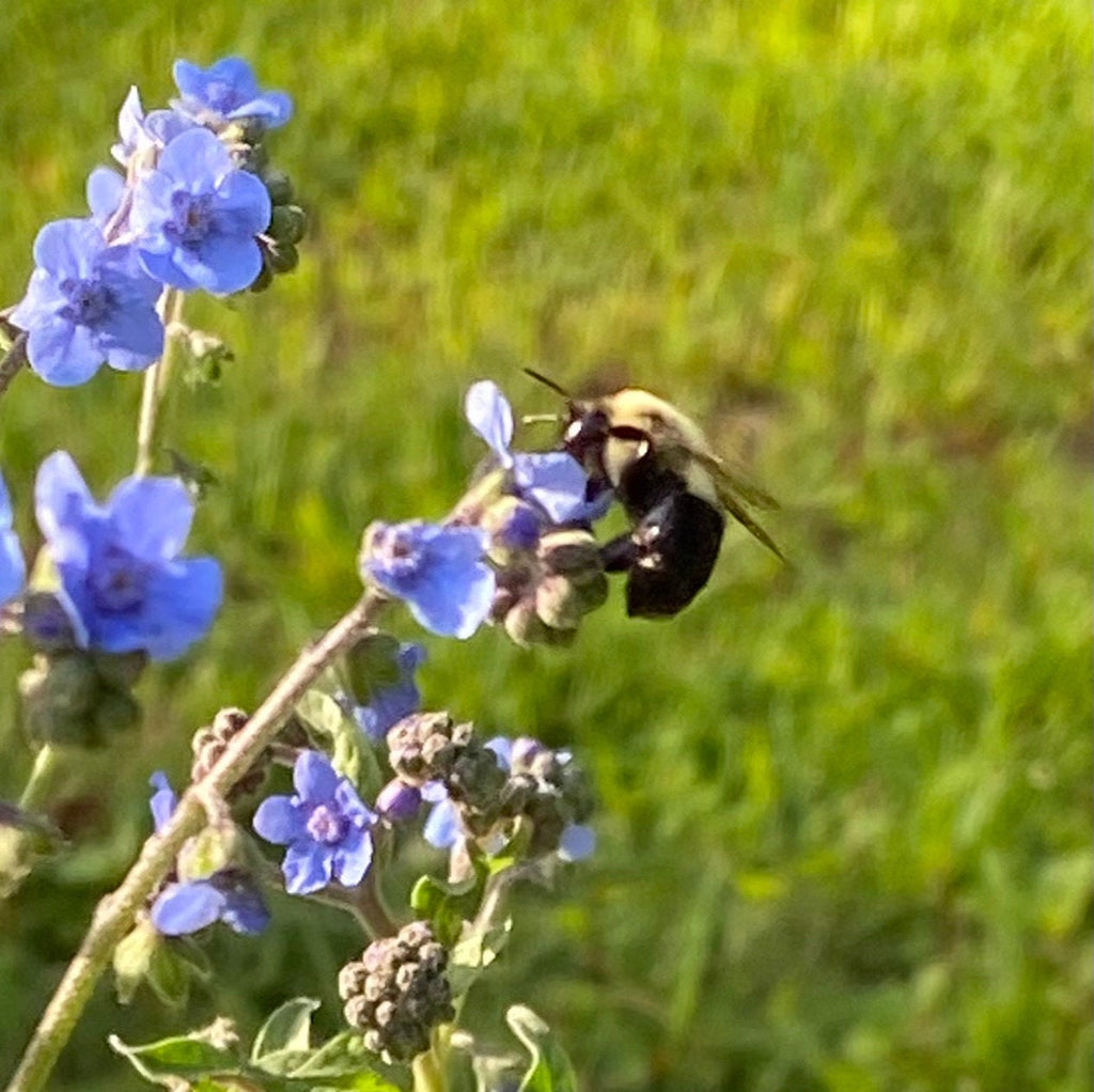 Sympathy Garden Gift Box with Forget-Me-Not Seeds, Gloves, Shears & Mini Stone