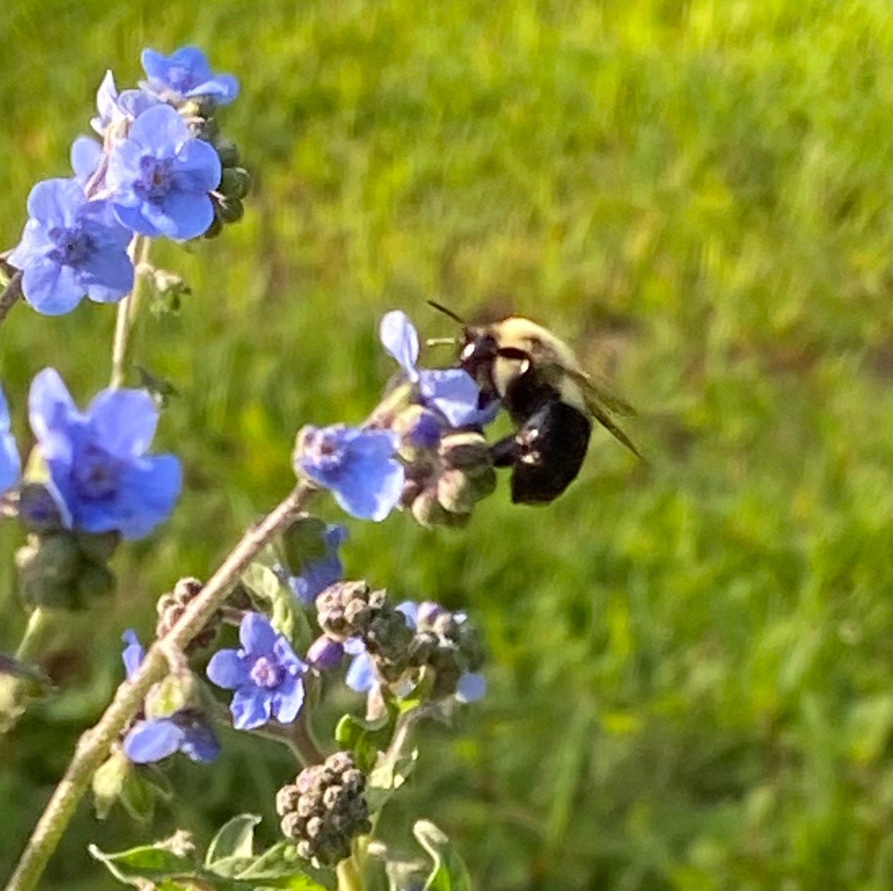 Sympathy Garden Gift Box with Forget-Me-Not Seeds, Gloves, Shears & Mini Stone