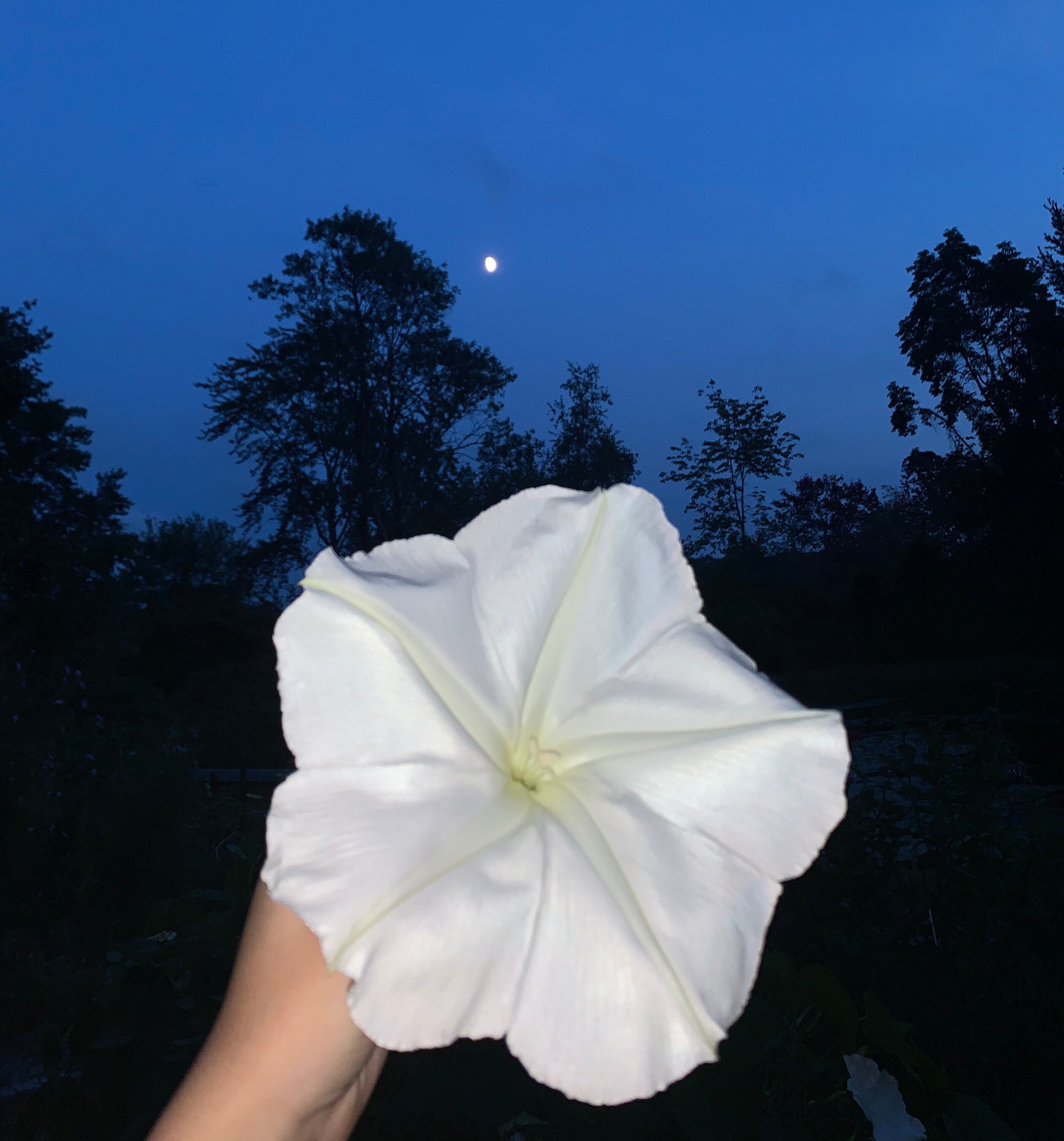 Morning Glory & Moon Flower All-in-One Garden Gift Kit – Seeds, Gloves & Scissors