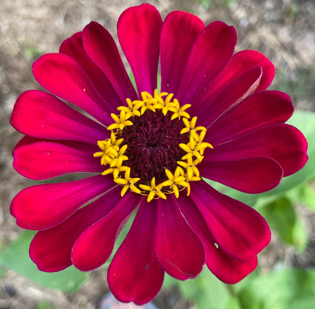 Zinnia Seed Holiday Gift Tin – Red, Green & candy cane zinnia holiday colors