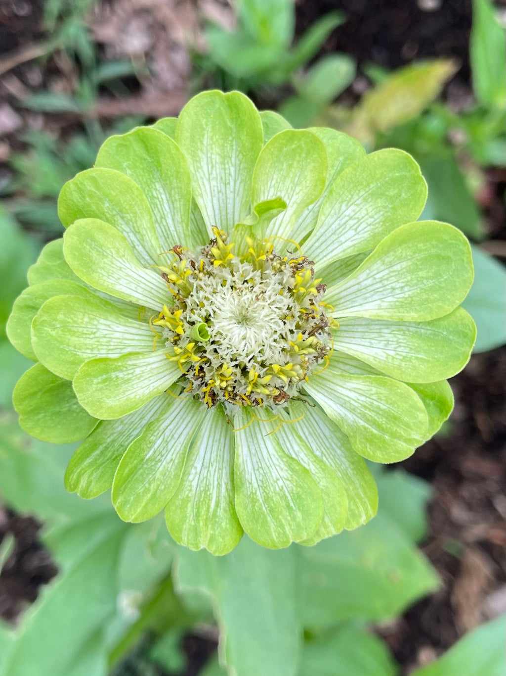 Zinnia Seed Holiday Gift Tin – Red, Green & candy cane zinnia holiday colors
