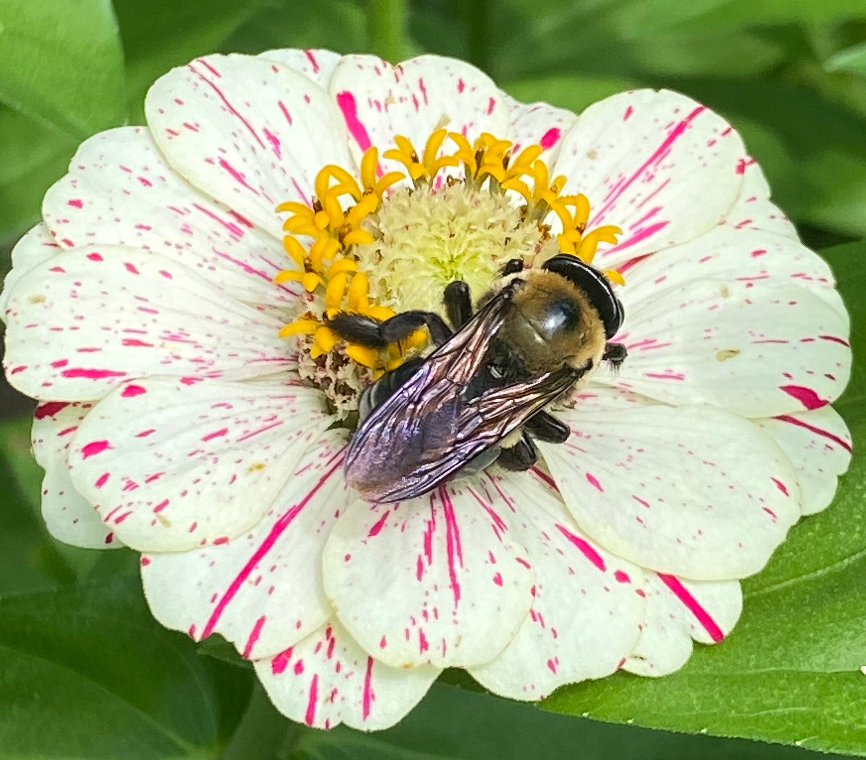 Bee Seeds & Gloves Gift Set for Gardeners