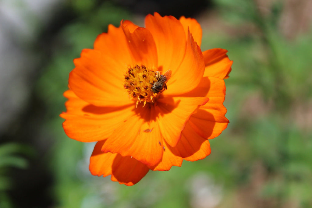 Chakra Flower Seed Tin – Mindful Gardening Gift for Yoga & Meditation Lovers