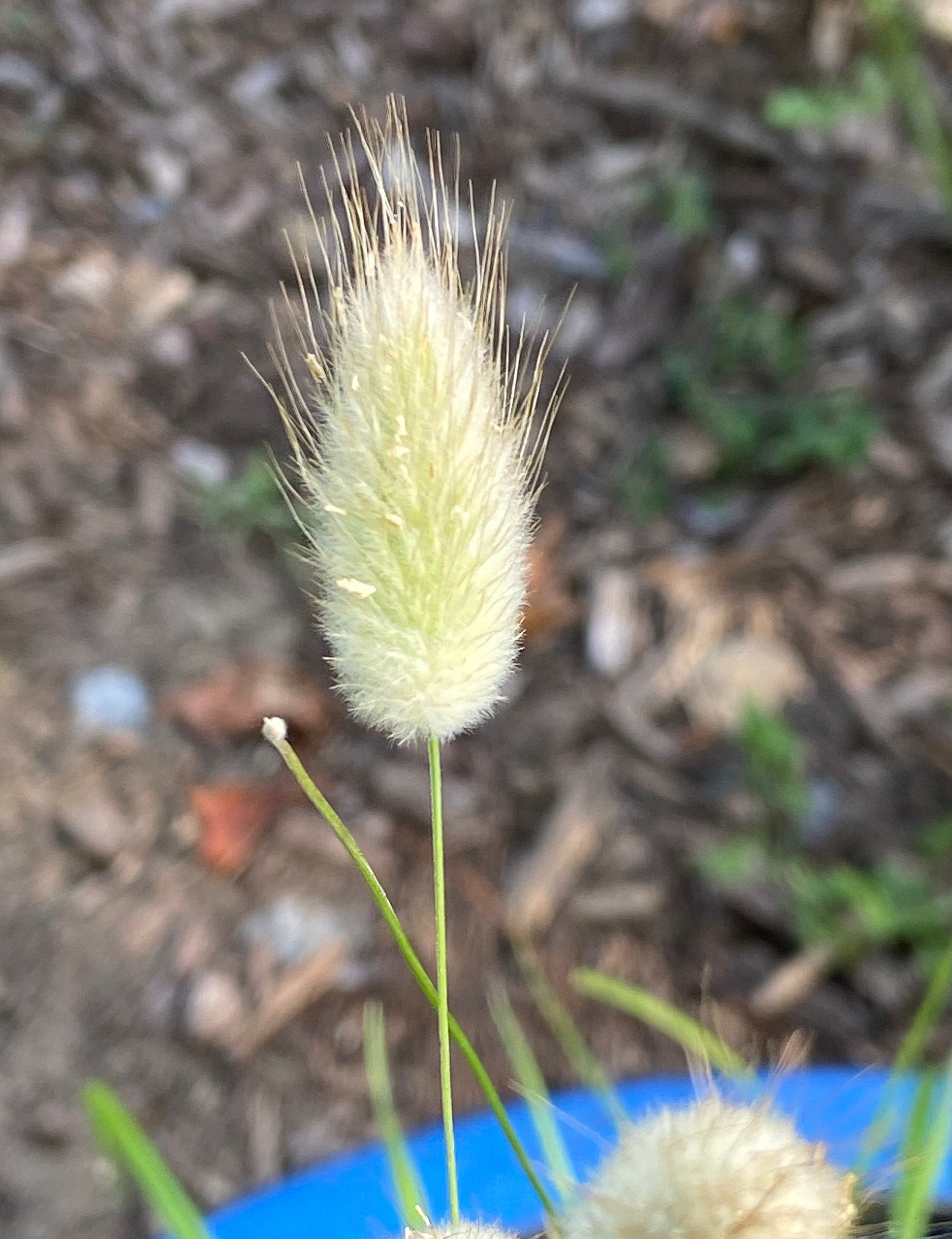 Kids’ Garden Gift Box – Personalized Seed Kit for children