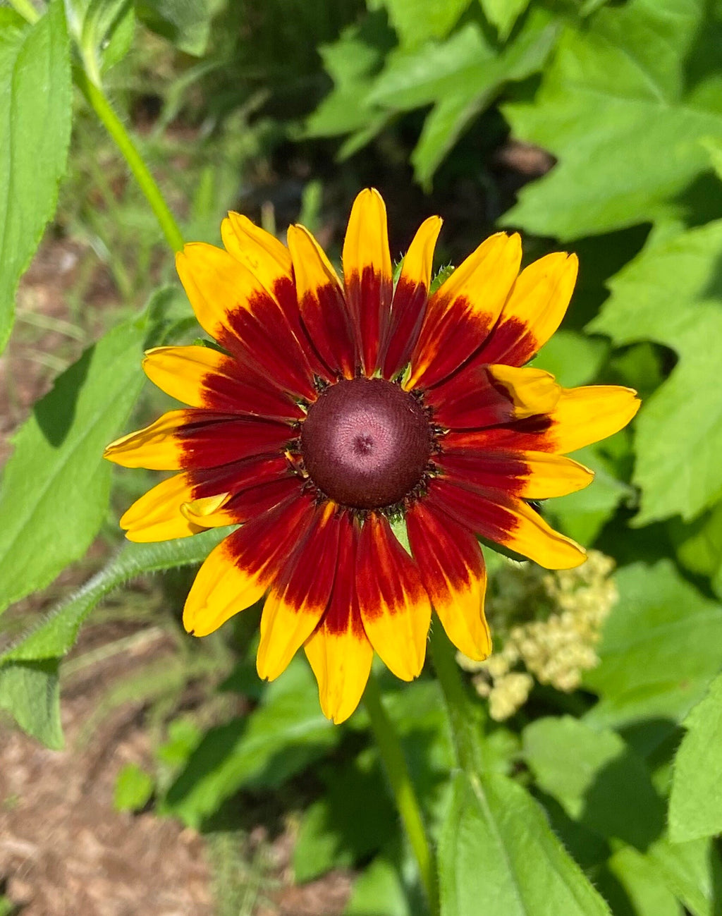 Butterfly Garden Seed Kit – 7 Flower Seeds in Mini Jars & Gift Tin