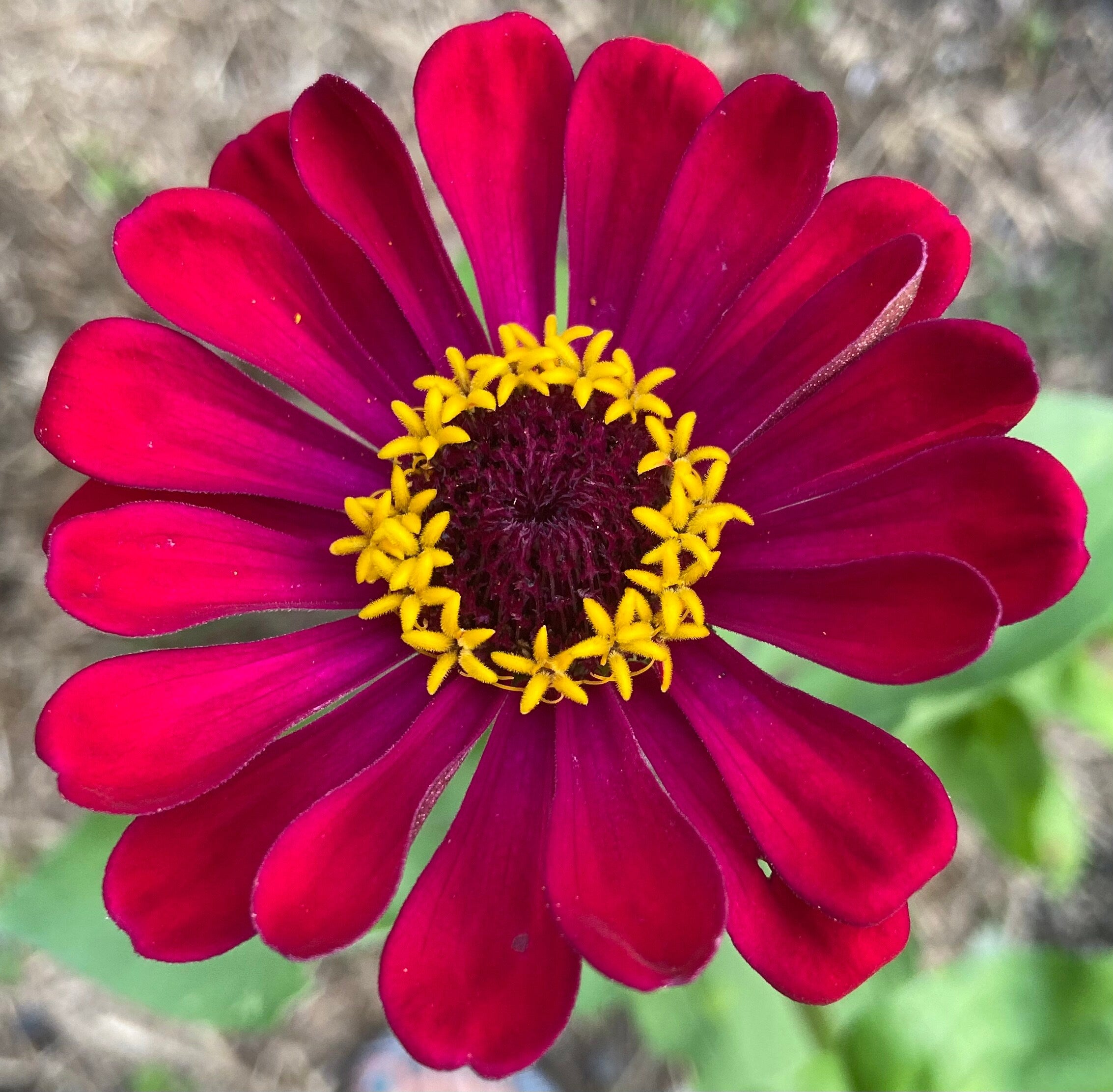 Chakra Flower Seed Tin – Mindful Gardening Gift for Yoga & Meditation Lovers