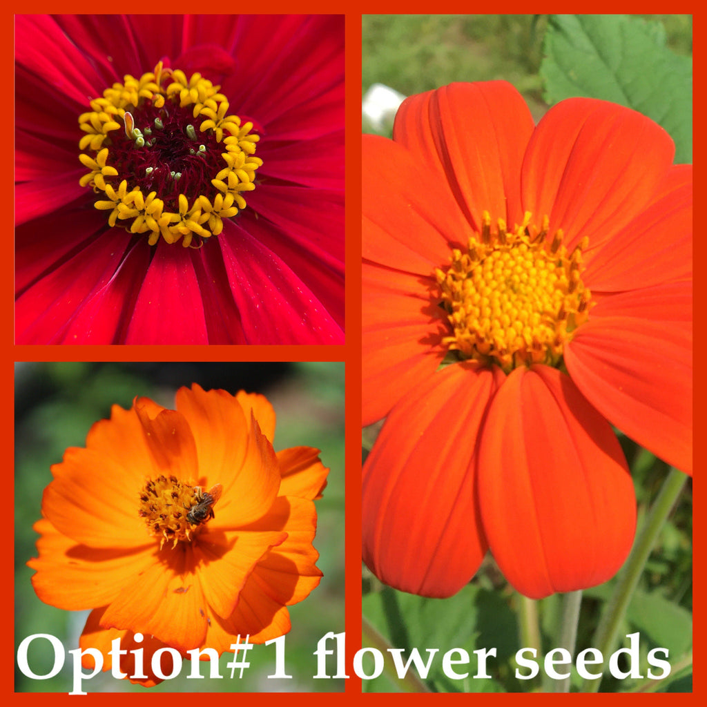 Hummingbird Flower Garden Gift Kit –  Seeds, Garden Gloves, & Tools