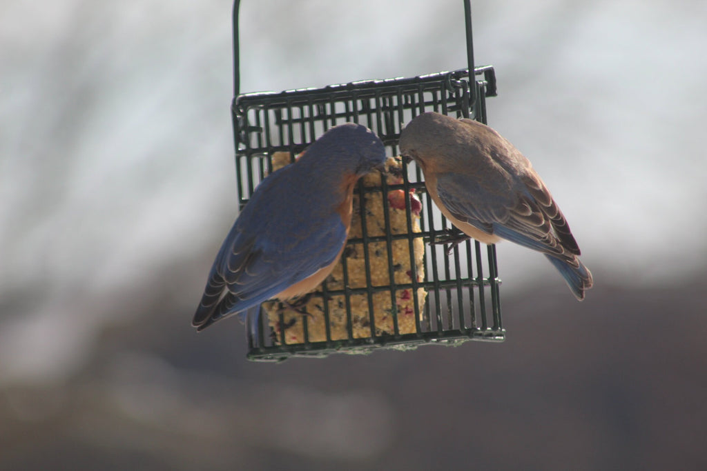 Suet Kit – Personalized Vegan Bird Feeder Gift for Nature Lovers