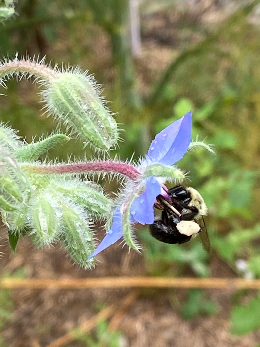 Blue Flower Garden Gift Box – Seeds, Gloves & Shears Kit