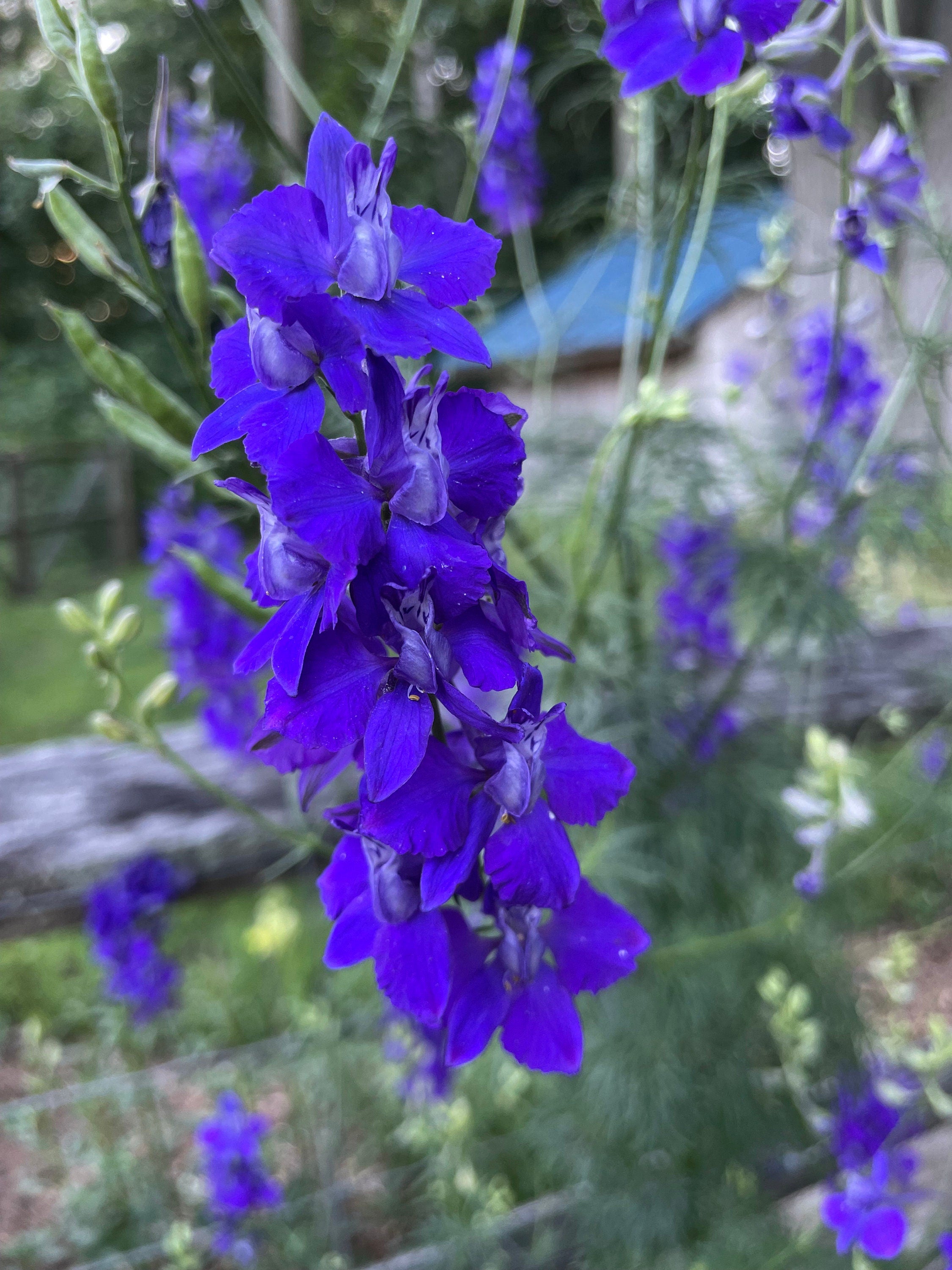 Hummingbird Garden Seed Kit – Attract Birds & Pollinators, Gift for Garden Lovers