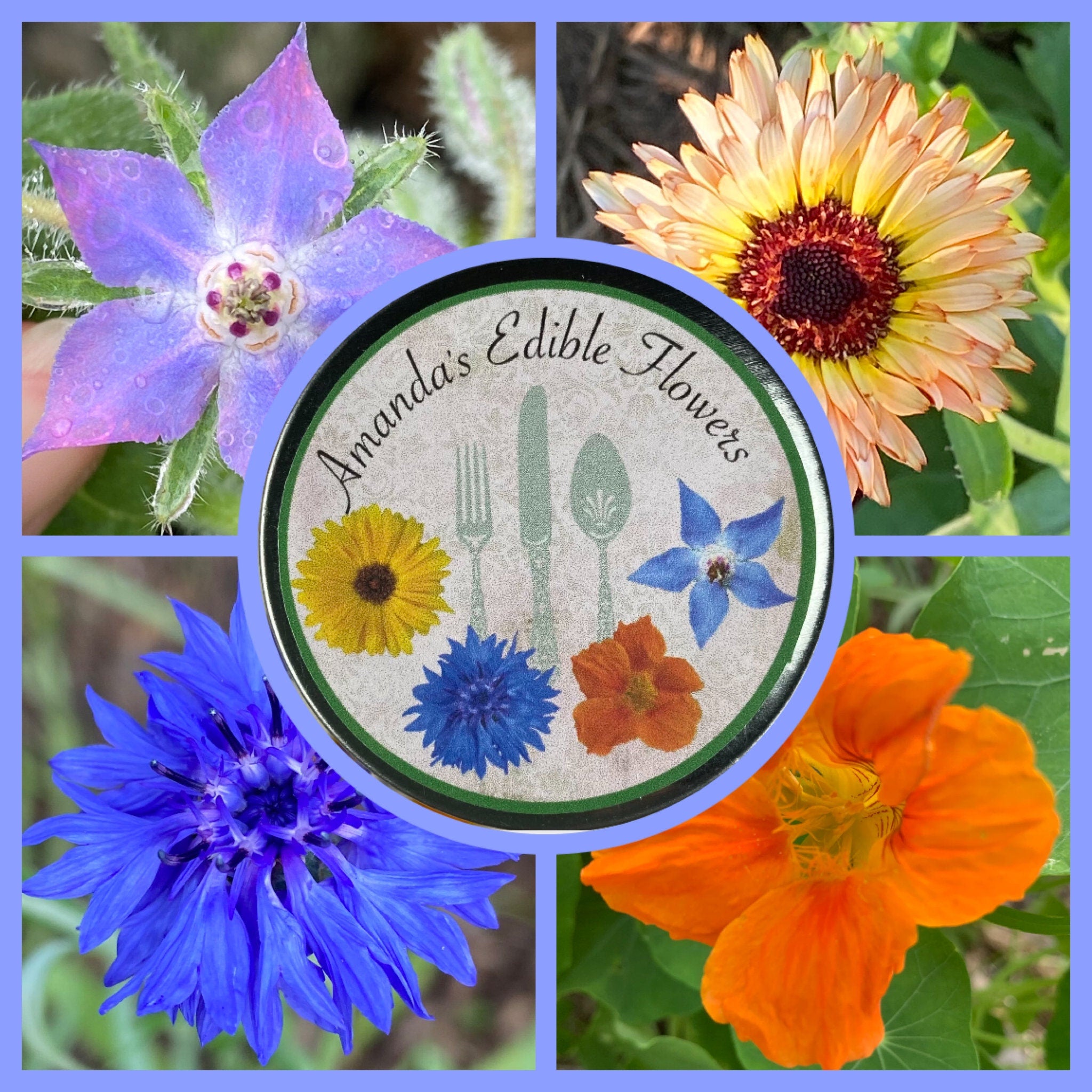 Edible Flower Garden Gift Tin – Borage, Calendula, Cornflower & Nasturtium Seeds