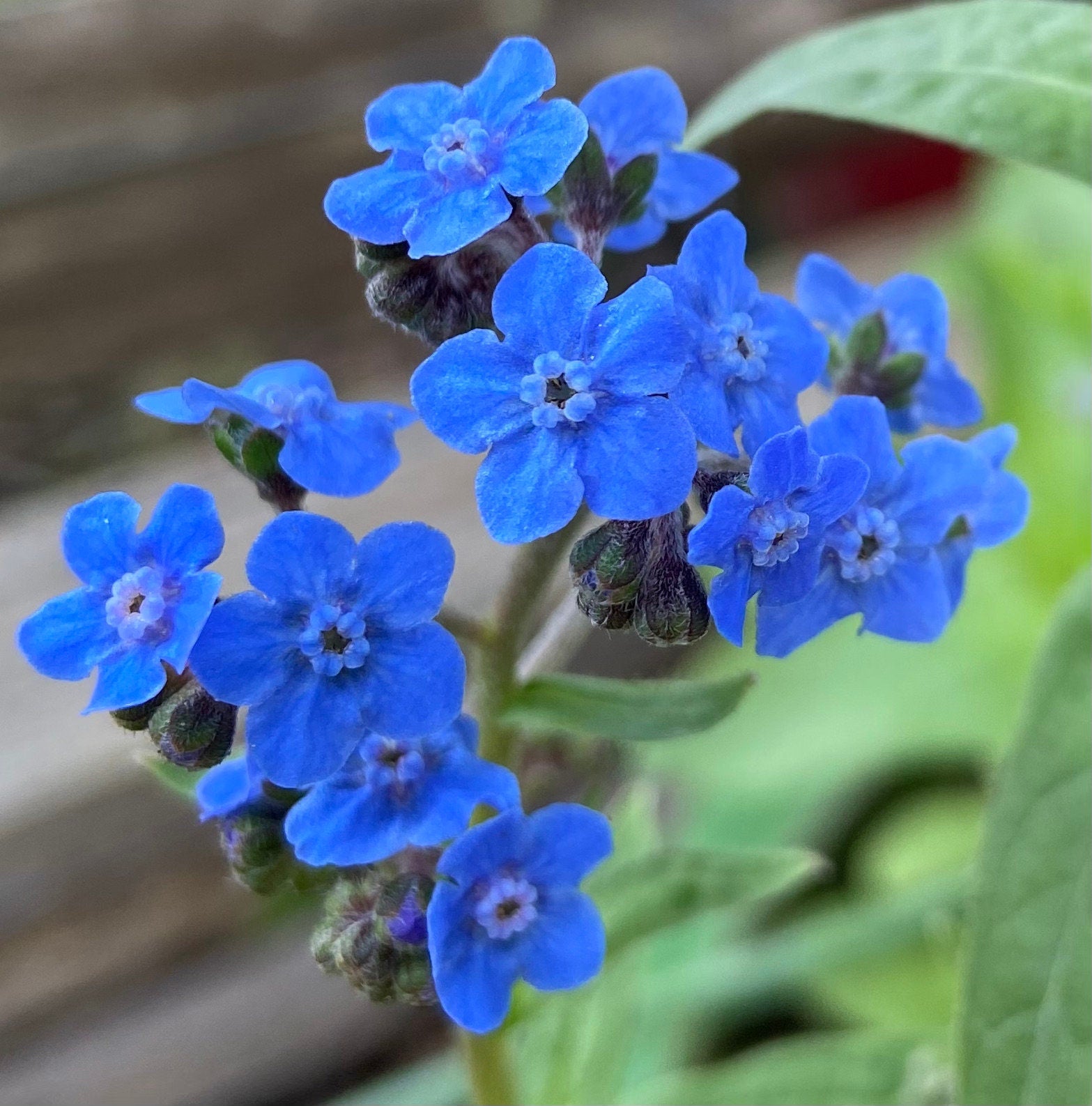 Blue Flower Garden Gift Box – Seeds, Gloves & Shears Kit