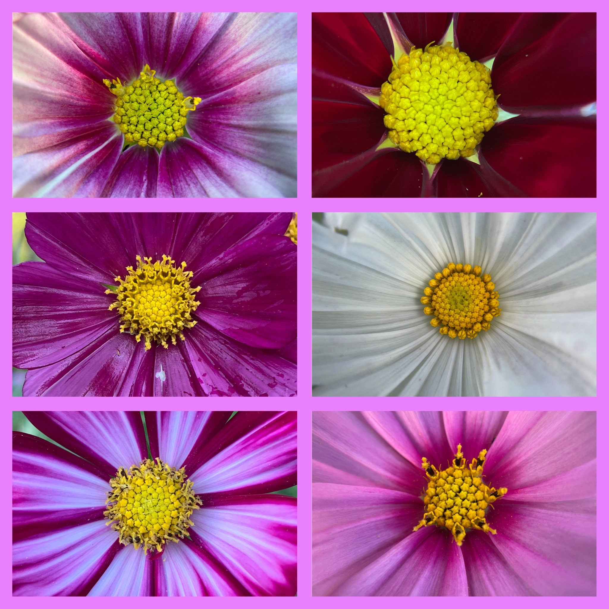 Butterfly Garden Gift Set – Gloves & Flower Seeds for Pollinators, Personalized Gardening Gift