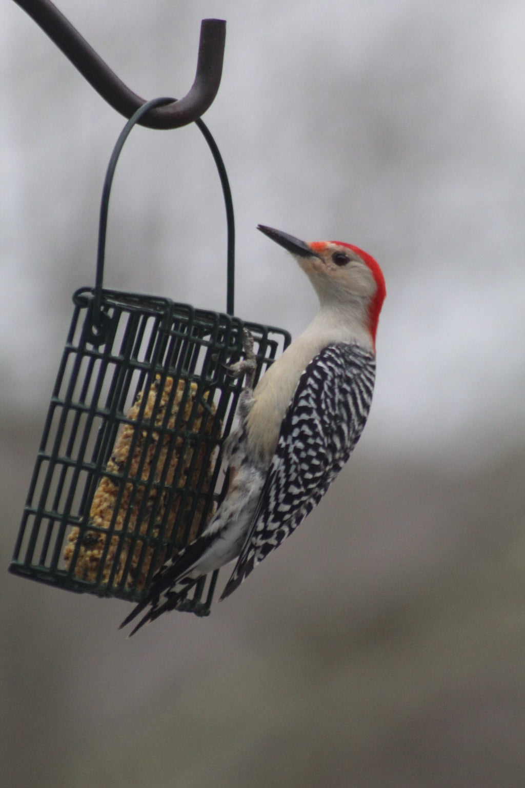 Suet Kit – Personalized Vegan Bird Feeder Gift for Nature Lovers
