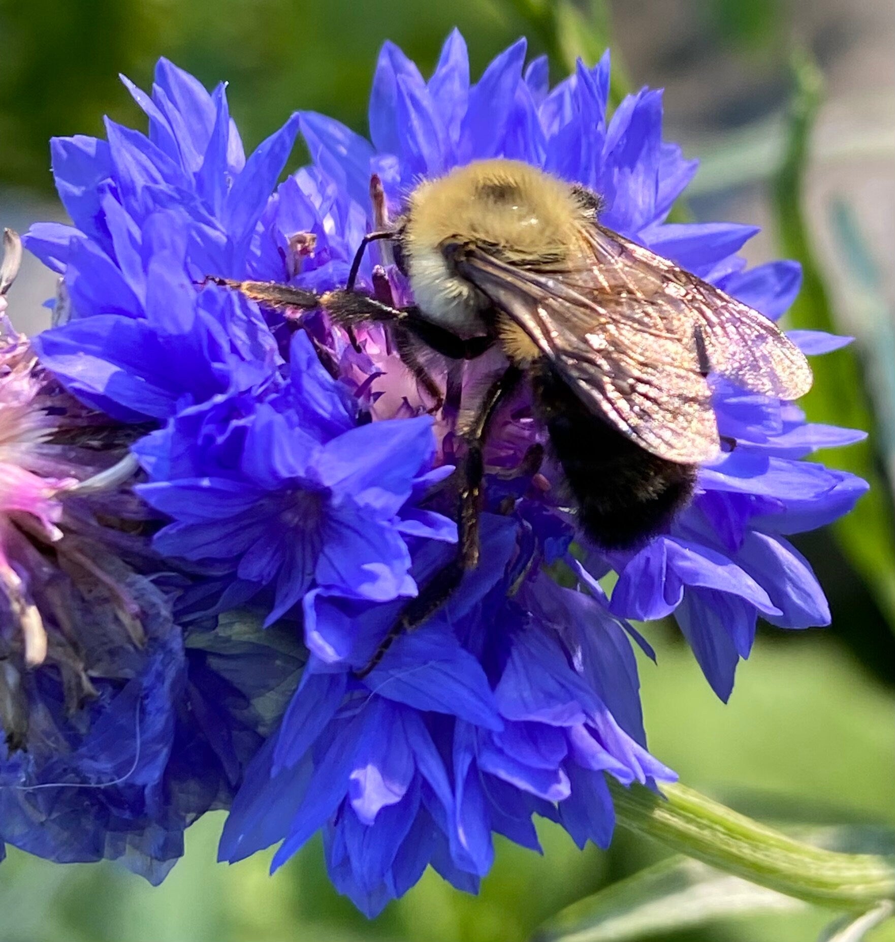 Rainbow Garden Seed Kit – Pollinator-Friendly Flower Seeds for Bees & Butterflies