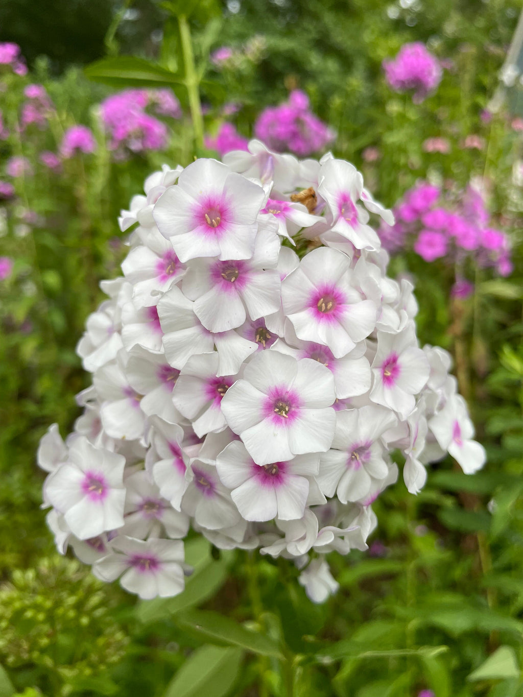 Hummingbird Garden Seed Kit – Attract Birds & Pollinators, Gift for Garden Lovers