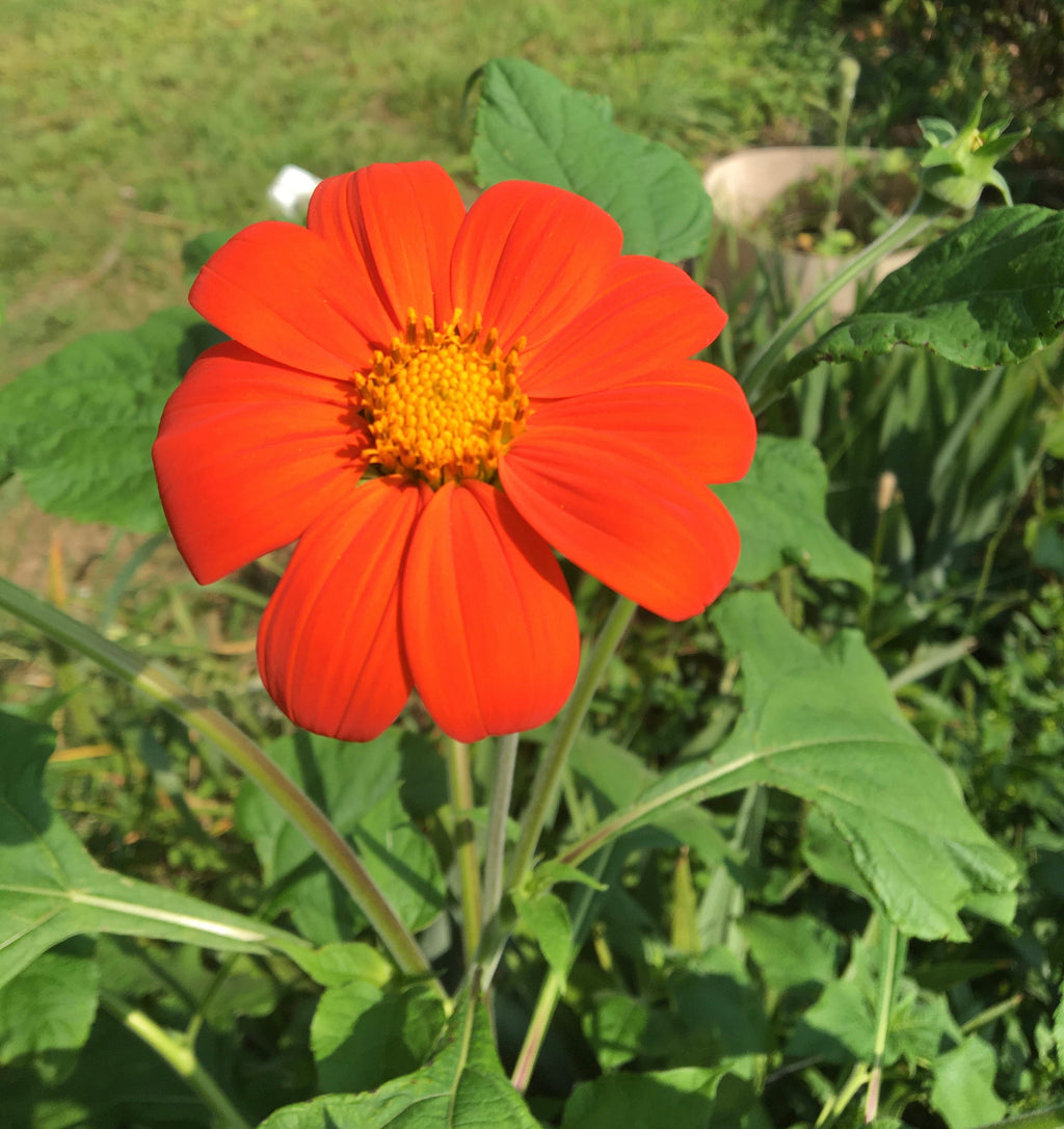 Hummingbird Garden Seed Kit – Attract Birds & Pollinators, Gift for Garden Lovers