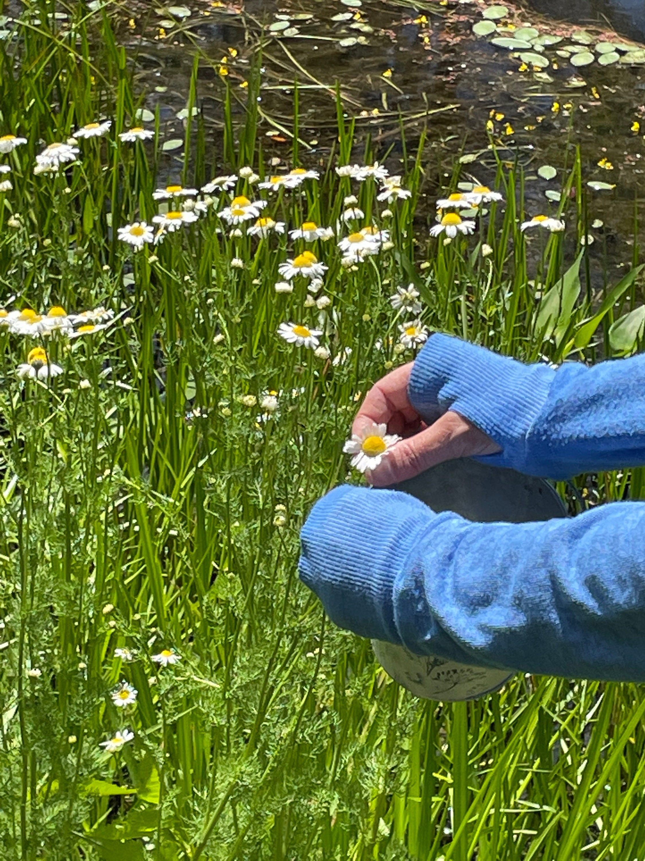 Tea Garden Gift Box – Personalized Flower Seeds for Tea & Garden Lovers