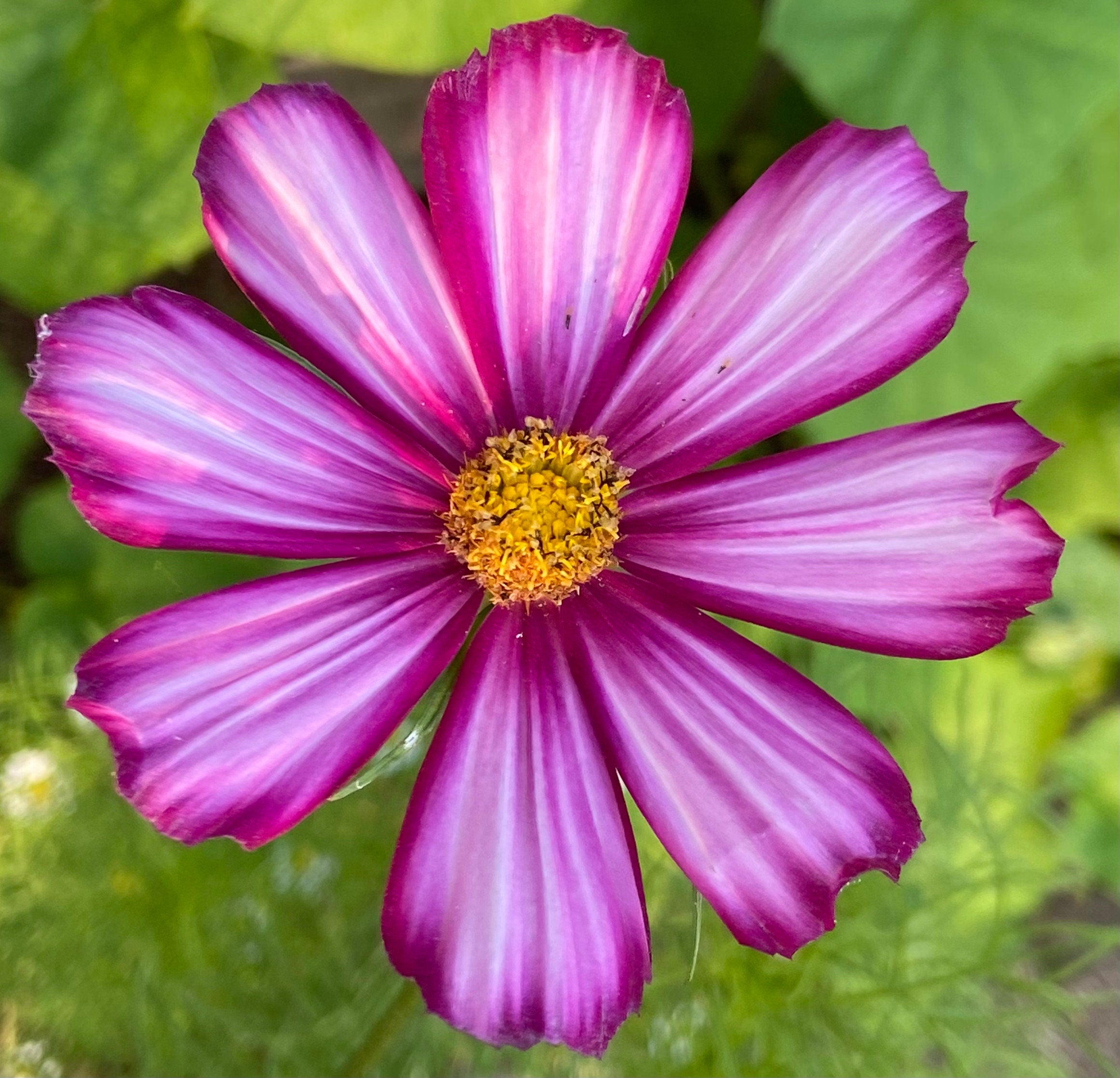 Serenity Garden Gift Kit – Butterfly, Bee & Hummingbird Pollinator Flowers with Gloves, Scissors & Stone