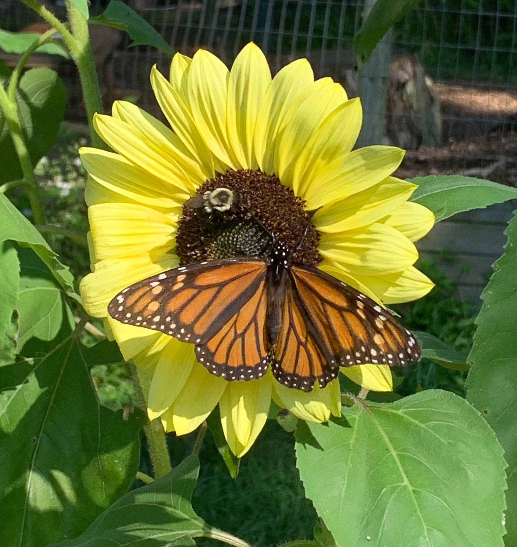 Sunflower Seeds & Garden Gloves Kit – Gift for Gardeners