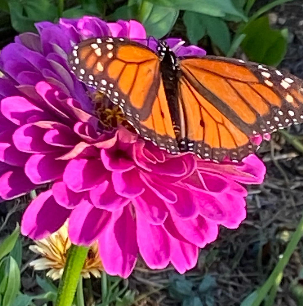 Butterfly Garden Seed Mix – Sunflower, Cosmos & Zinnia Seeds