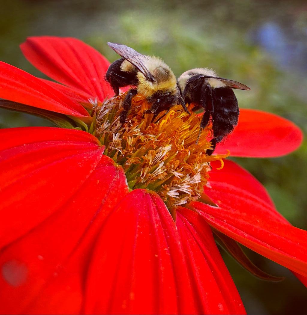 Mexican Sunflower (Tithonia) Seeds – Pollinator & Butterfly Garden Flower