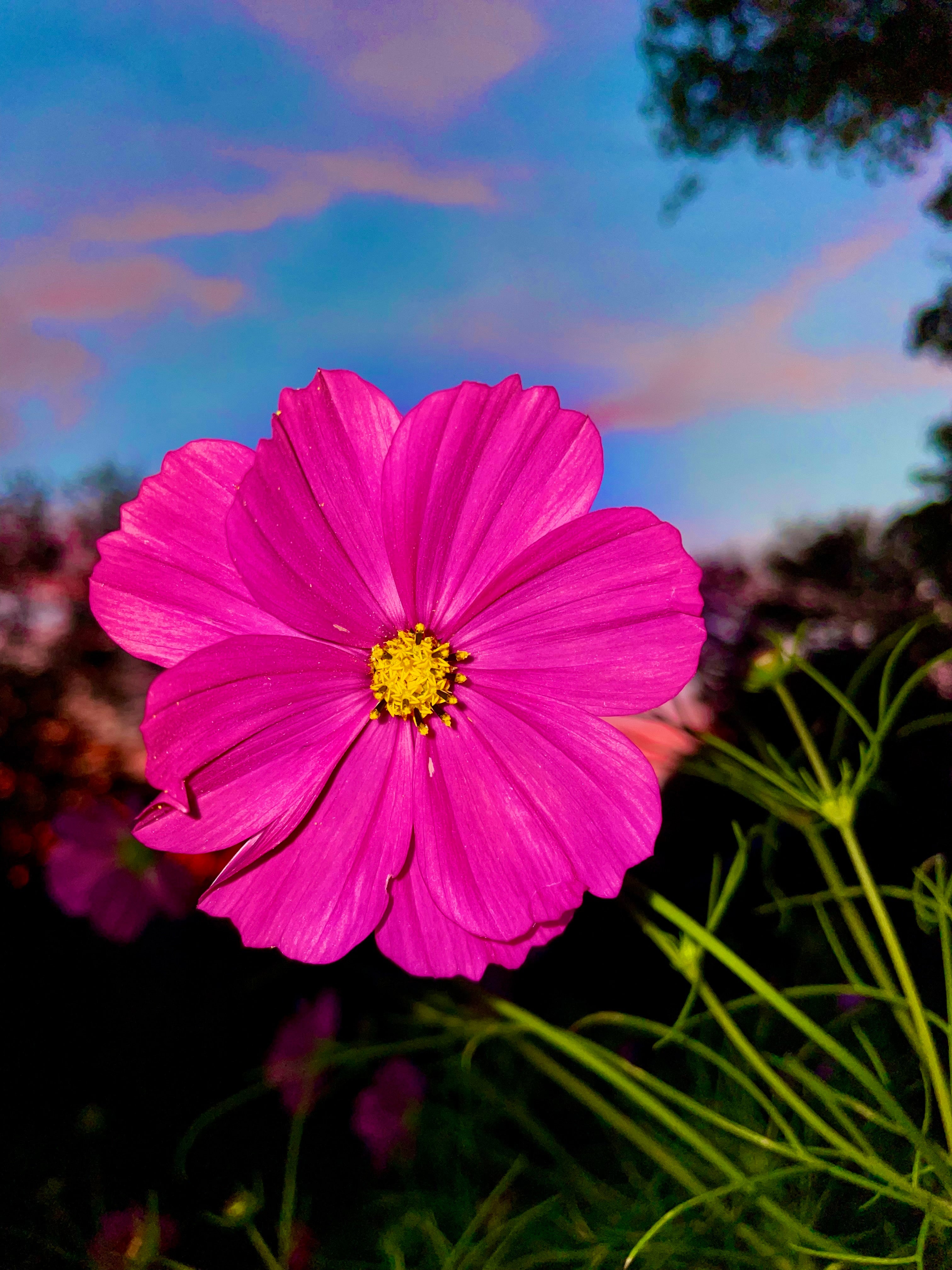 Cosmos — Pink Shades 50 Seed