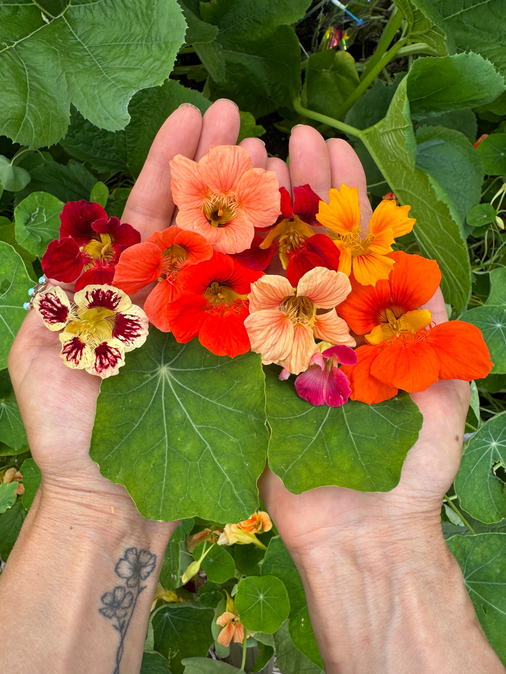 Edible Flower Seeds Mix – Nasturtium, Cornflower, Calendula – Culinary Flower Garden