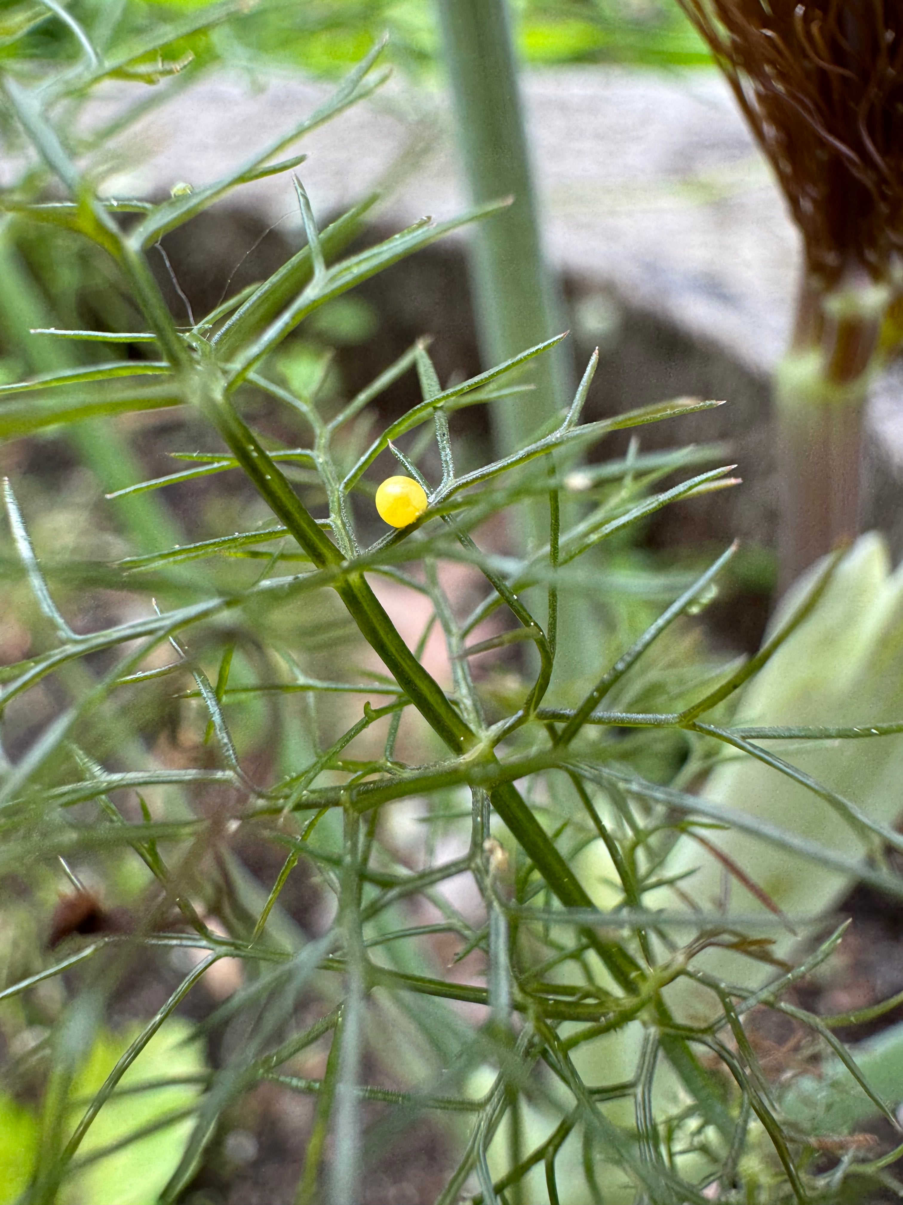Butterfly Garden Seeds-Black Swallowtail Host Plants