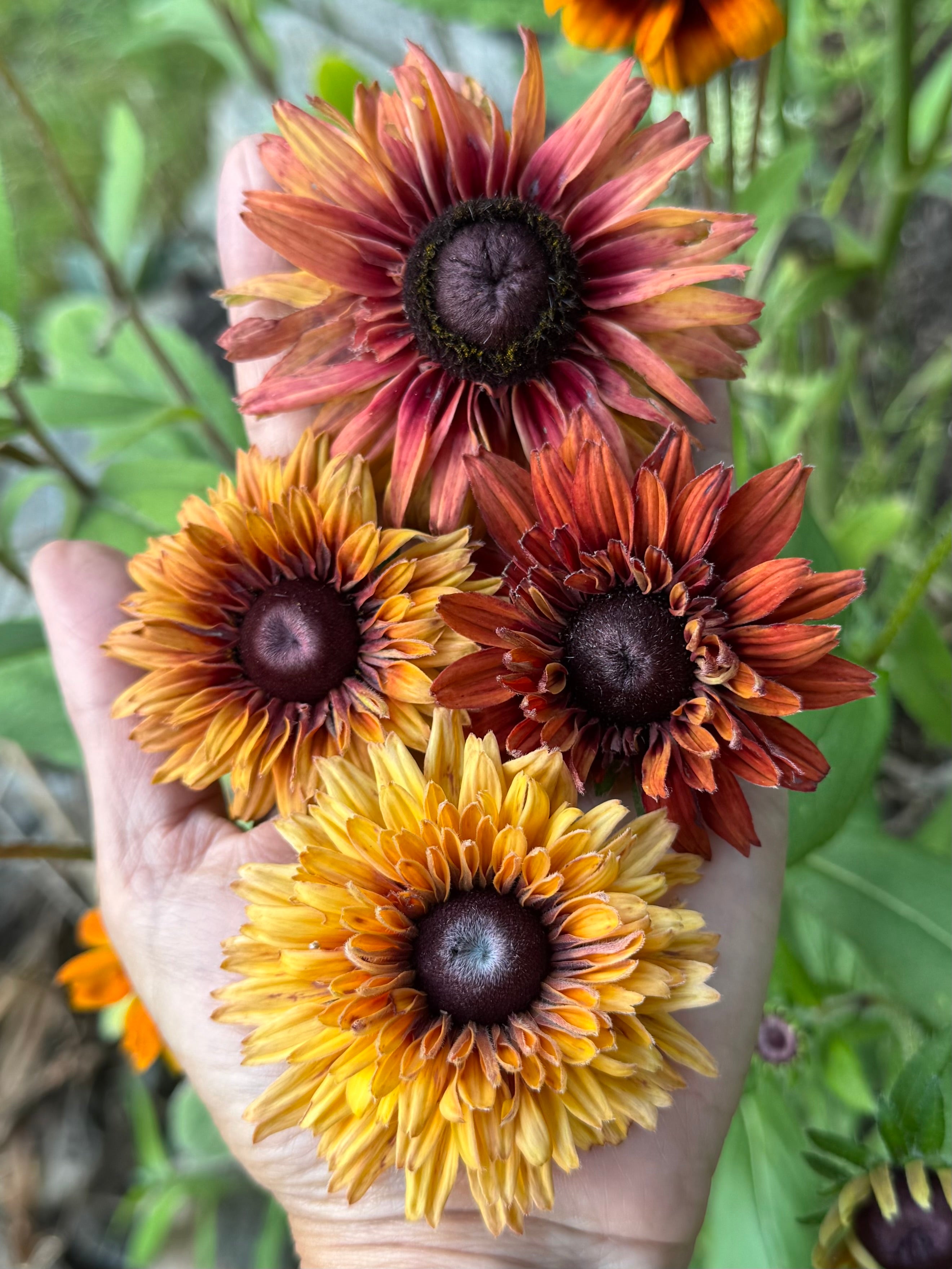 Rudbeckia ‘Sahara’ – Copper & Yellow Mix (50 Seeds)