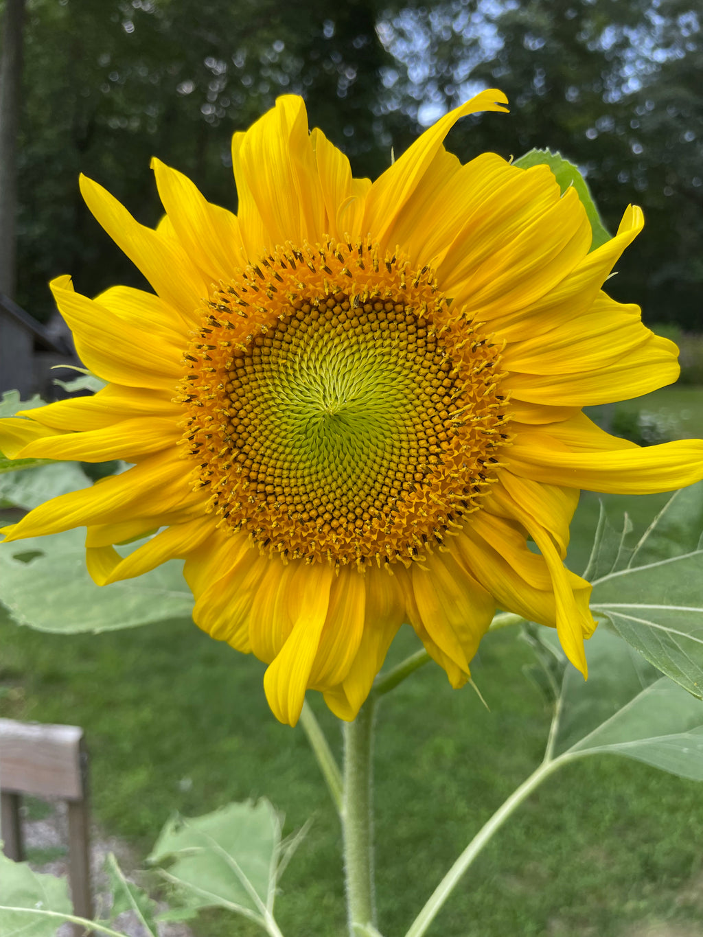 Sunflower Garden Gift Kit – Personalized Seed Packet, Gloves & Shears Set for Garden Lovers