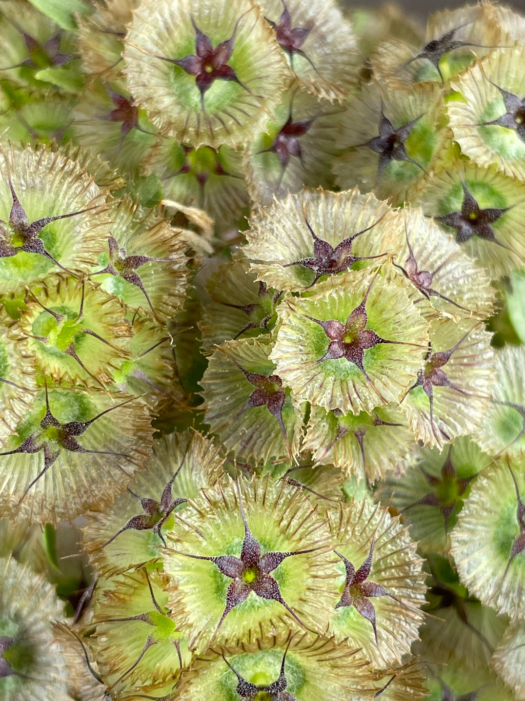 Starflower Pincushion Seeds (Scabiosa stellata) | Cut & Dried Flowers