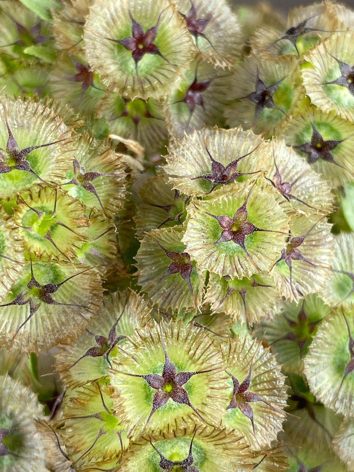 Starflower Pincushion Seeds (Scabiosa stellata) | Cut & Dried Flowers