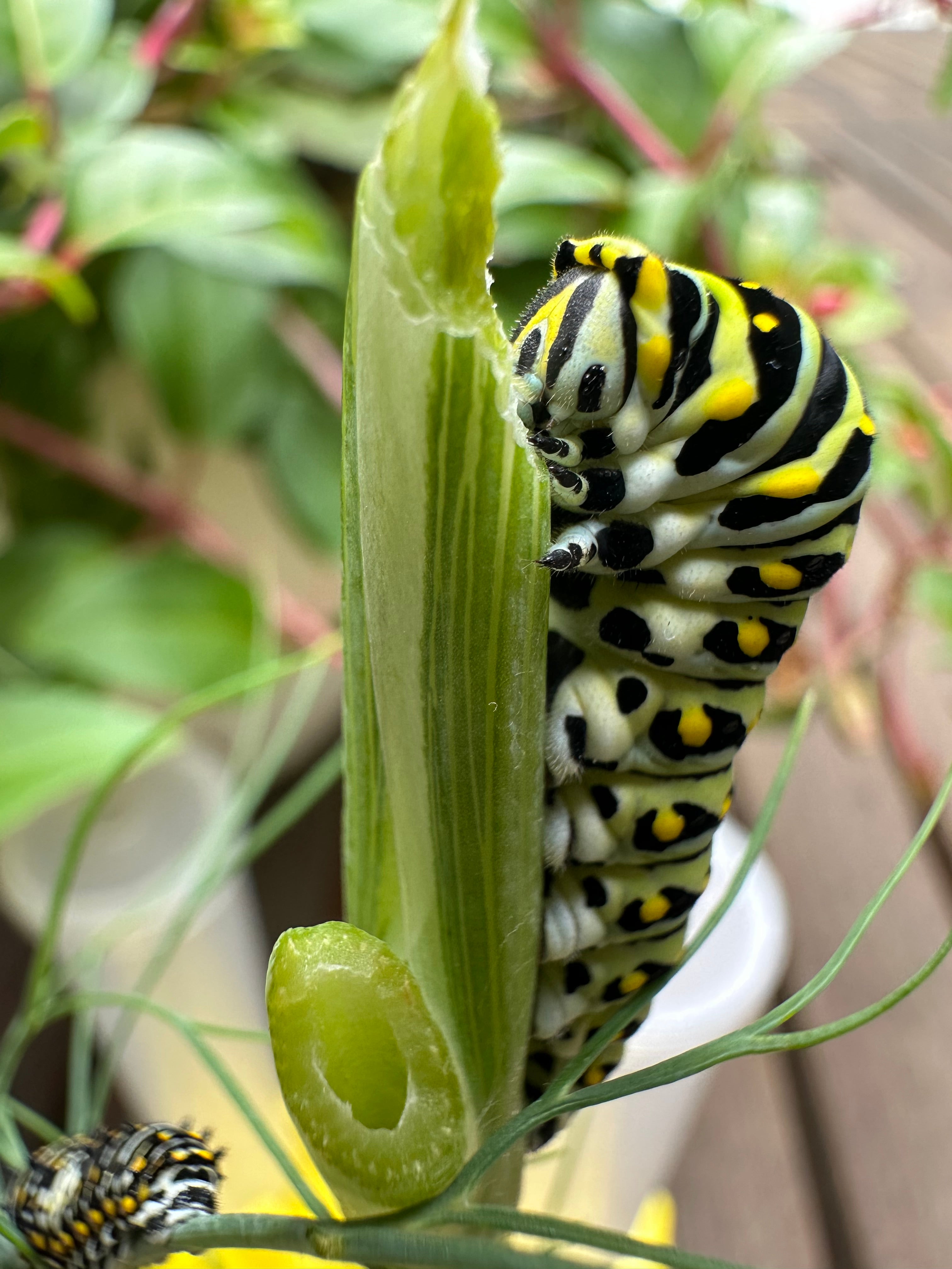 Butterfly Garden Seeds-Black Swallowtail Host Plants