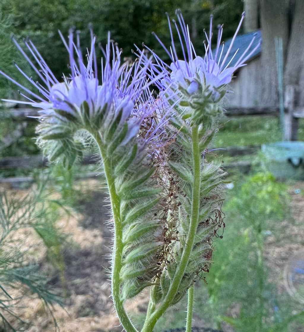 Bee Garden Seed Mix – Phacelia, Borage & Calendula Seeds