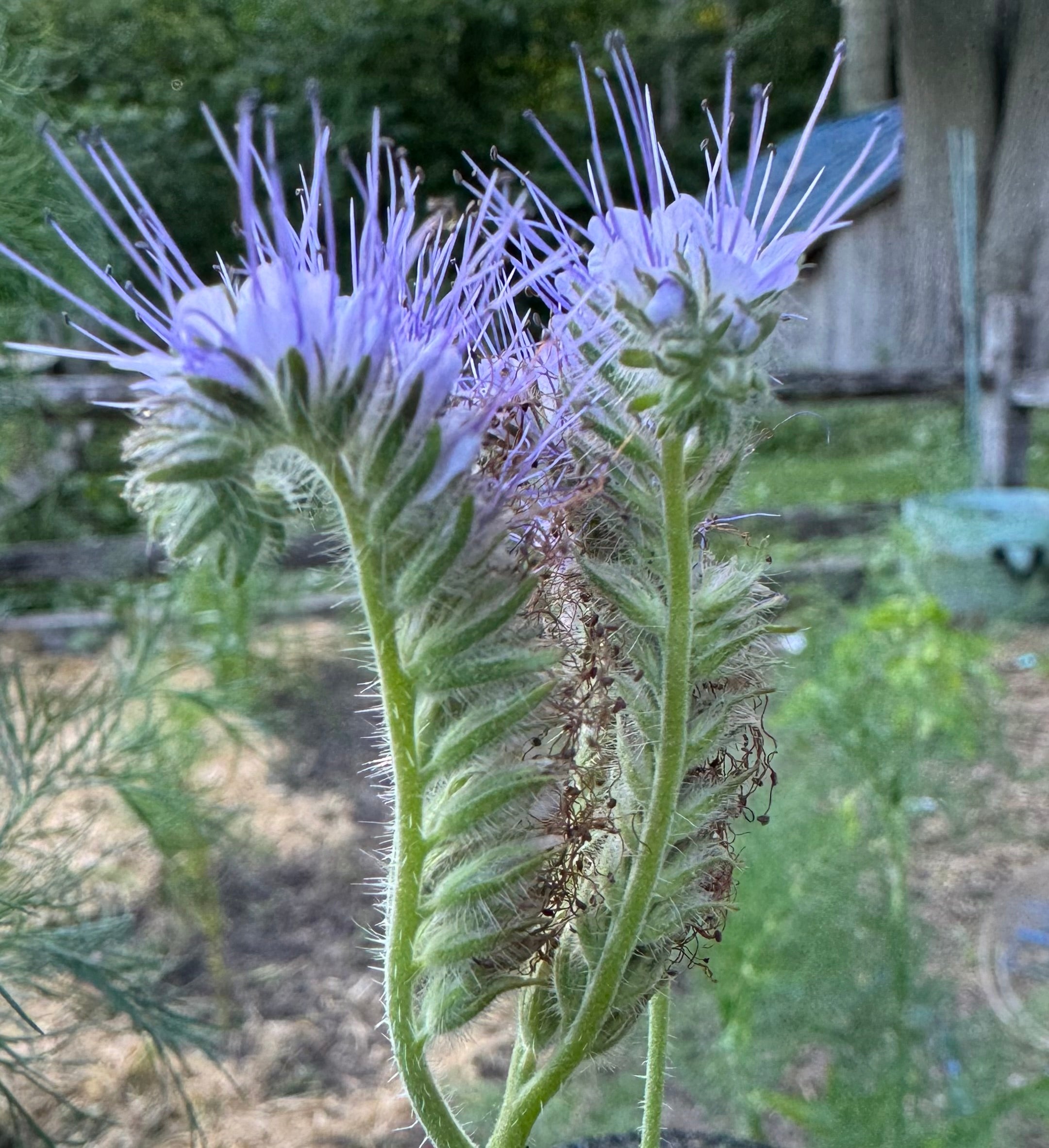 Bee Garden Seed Mix – Phacelia, Borage & Calendula Seeds