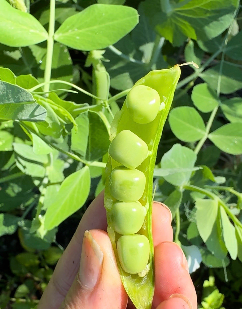 Kids’ Garden Seed Kit – Easy-Grow Peas, Marigolds & Sunflowers