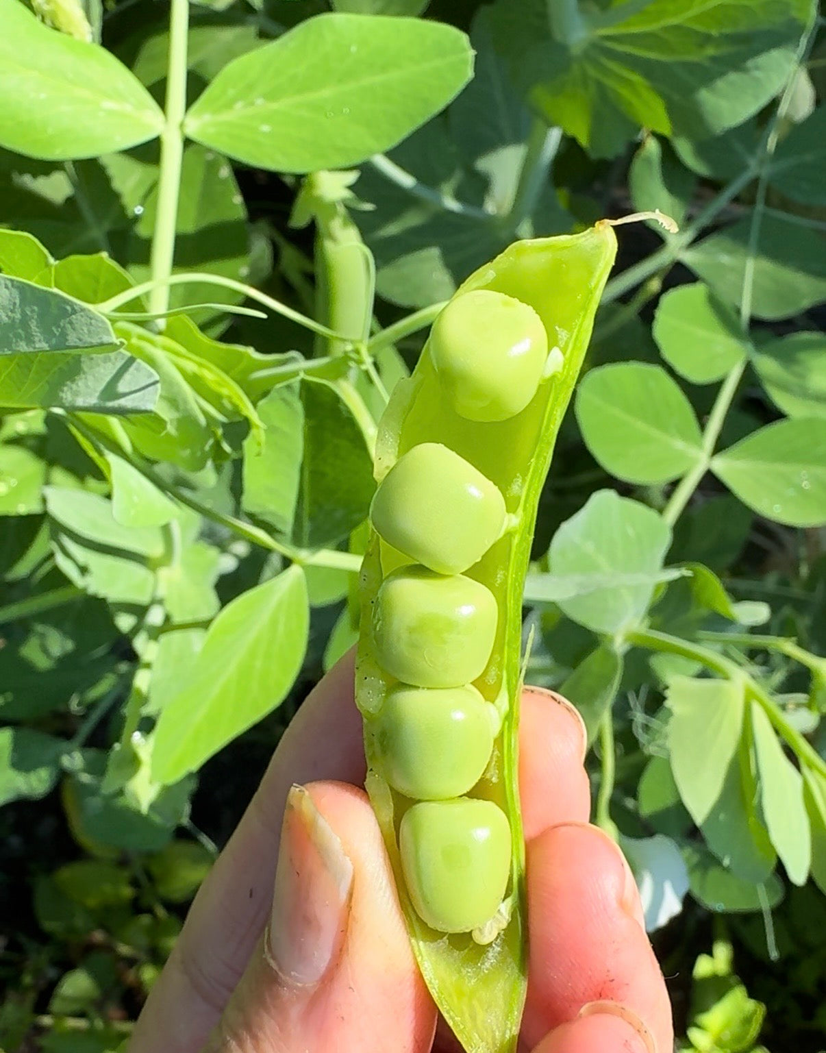 Kids’ Garden Seed Kit – Easy-Grow Peas, Marigolds & Sunflowers