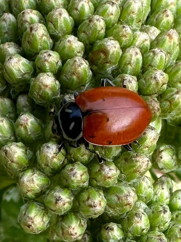 Ladybug Garden Seed Kit – Attract Beneficial Ladybugs Naturally