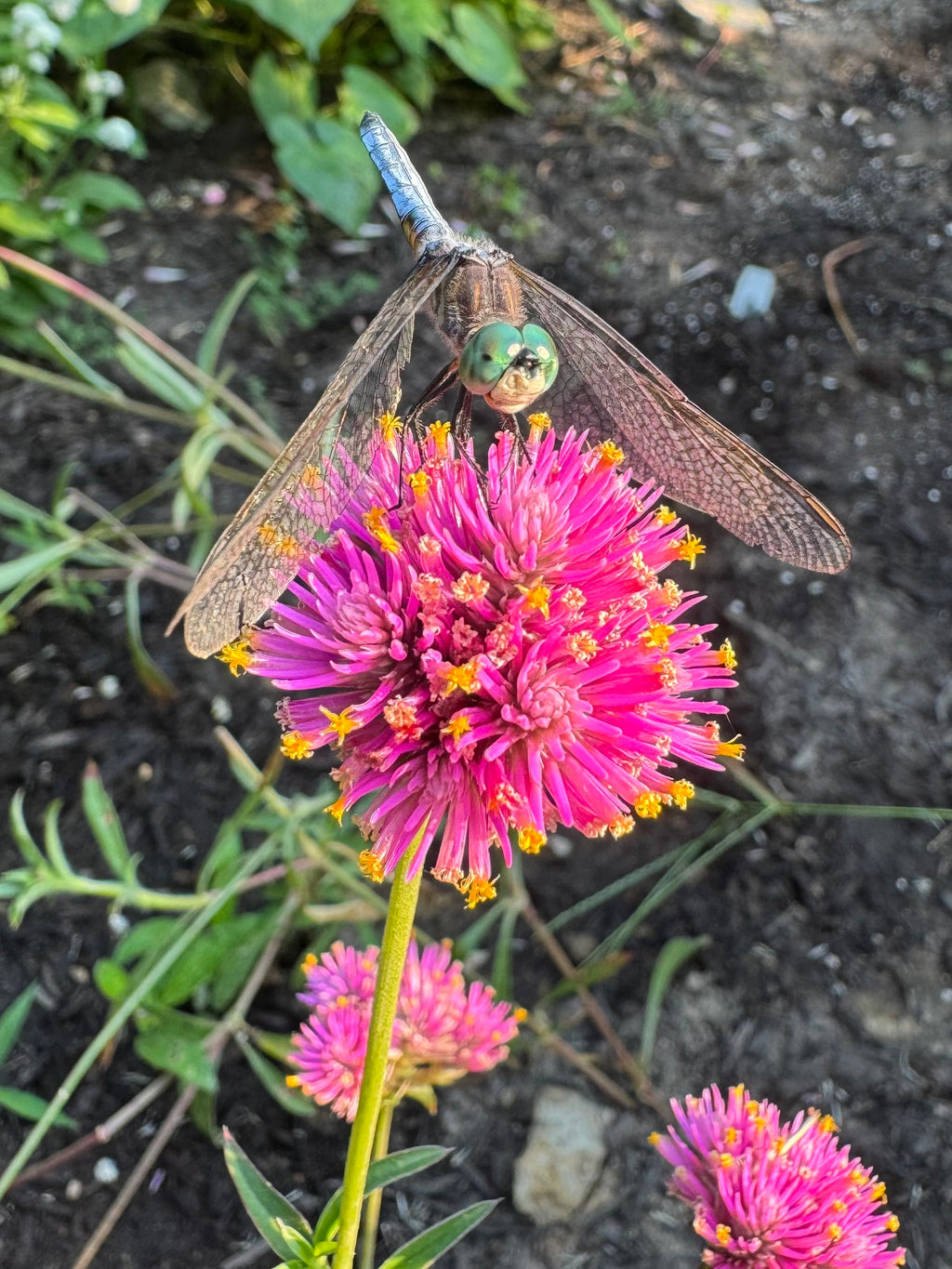 Gomphrena “Fireworks” – Globe Amaranth Flower Seeds